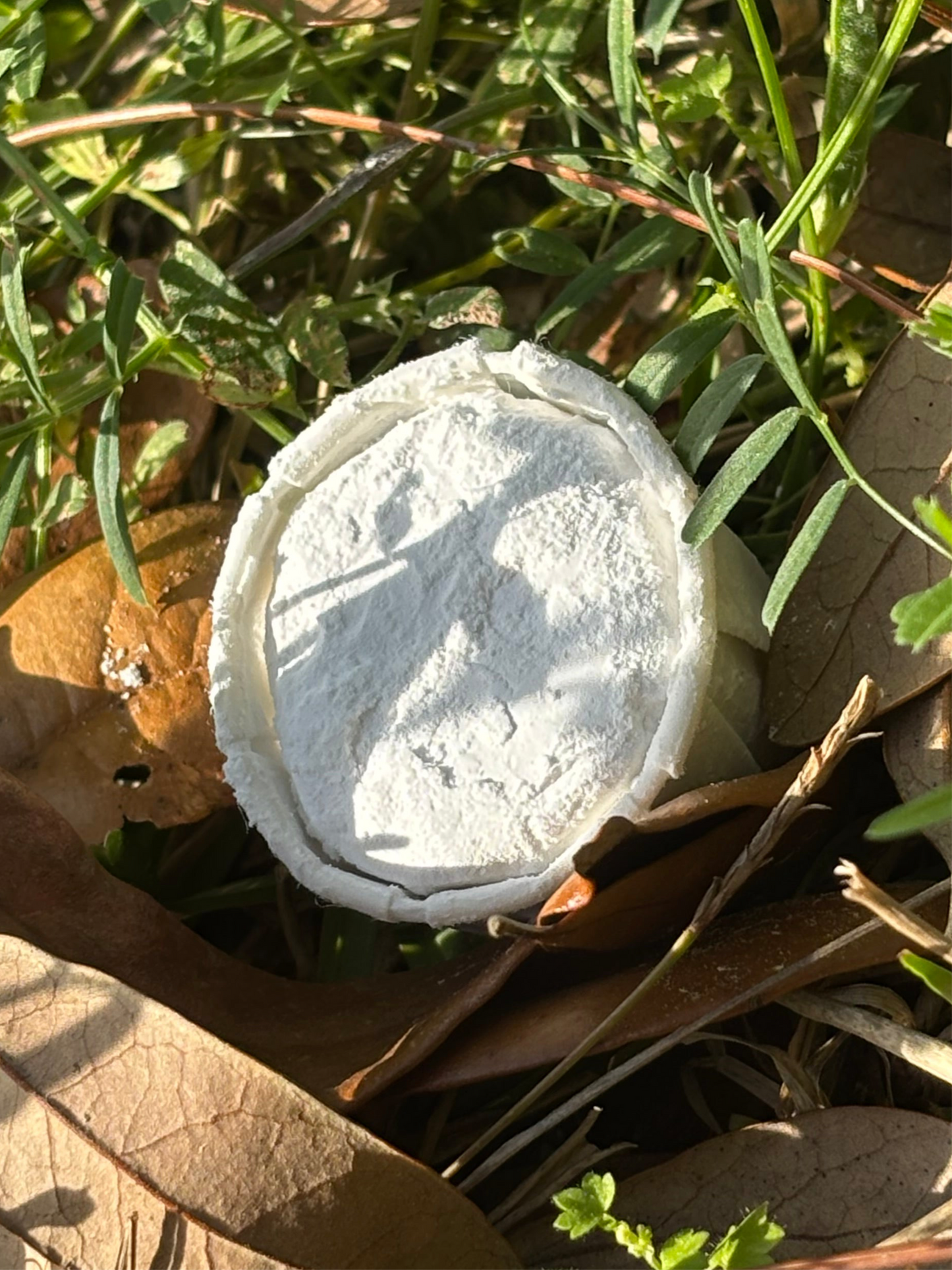 Carscarilla Powder